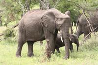 Elefanten in der Serengeti