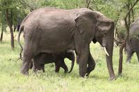 Elefanten in der Serengeti