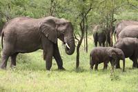 Elefanten in der Serengeti