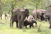 Elefanten in der Serengeti