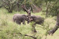 Elefanten in der Serengeti