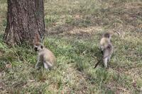 Besucher beim Picknick
