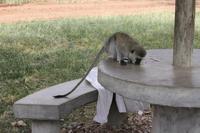 Der schlaue Affe lässt sich den Saft schmecken