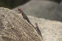 Agame am Victoriasee