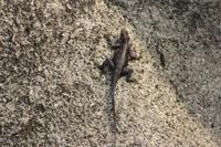 Agame am Victoriasee