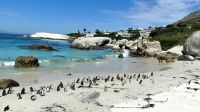 Südafrika - Simon`s Town - Boulders Beach &ndash; &copy; Annett Müller (Eberhardt TRAVEL)