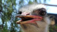 Südafrika - Oudtshoorn - Straußenfarm &ndash; &copy; Annett Müller (Eberhardt TRAVEL)