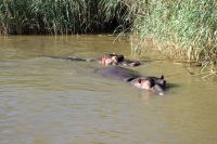 Südafrika - St. Lucia - Bootsfahrt &ndash; &copy; Annett Müller (Eberhardt TRAVEL)