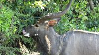 Südafrika - Hluhluwe iMfolozi Park - Pirschfahrt - Nyala Bock &ndash; &copy; Annett Müller (Eberhardt TRAVEL)