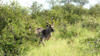 Südafrika - Hoedspruit-Pridelands - Pirschfahrt - Kudu &ndash; &copy; Annett Müller (Eberhardt TRAVEL)