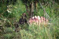 Südafrika - Hoedspruit-Pridelands - Pirschfahrt - Rest vom Büffel &ndash; &copy; Annett Müller (Eberhardt TRAVEL)