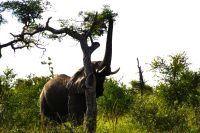 Südafrika - Hoedspruit-Pridelands - Pirschfahrt &ndash; &copy; Annett Müller (Eberhardt TRAVEL)