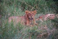 Südafrika - Hoedspruit-Pridelands - Pirschfahrt &ndash; &copy; Annett Müller (Eberhardt TRAVEL)