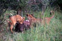 Südafrika - Hoedspruit-Pridelands - Pirschfahrt - Imbiss &ndash; &copy; Annett Müller (Eberhardt TRAVEL)