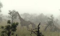 Südafrika - Kruger Nationalpark - Nebel am Morgen &ndash; &copy; Annett Müller (Eberhardt TRAVEL)