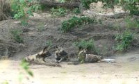 Südafrika - Kruger Nationalpark - Wildhunde &ndash; &copy; Annett Müller (Eberhardt TRAVEL)