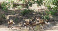 Südafrika - Kruger Nationalpark - Wildhunde &ndash; &copy; Annett Müller (Eberhardt TRAVEL)
