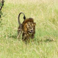 Südafrika - Kruger Nationalpark - Löwe &ndash; &copy; Annett Müller (Eberhardt TRAVEL)