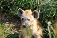 Südafrika - Kruger Nationalpark - Baby Hyäne &ndash; &copy; Annett Müller (Eberhardt TRAVEL)