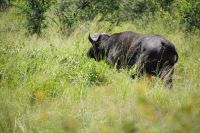 Südafrika - Kruger Nationalpark &ndash; &copy; Annett Müller (Eberhardt TRAVEL)