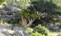 Namibia - Pirschfahrt Mount Etjo - Butterbaum &ndash; &copy; Annett Müller (Eberhardt TRAVEL)