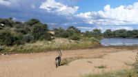 Namibia - Pirschfahrt Mount Etjo &ndash; &copy; Annett Müller (Eberhardt TRAVEL)