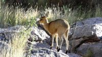 Namibia - Pirschfahrt Mount Etjo - Klippspringer &ndash; &copy; Annett Müller (Eberhardt TRAVEL)