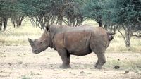 Namibia - Pirschfahrt Mount Etjo &ndash; &copy; Annett Müller (Eberhardt TRAVEL)