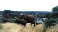 Namibia - Pirschfahrt Mount Etjo &ndash; &copy; Annett Müller (Eberhardt TRAVEL)