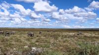 Namibia - Pirschfahrt Etosha &ndash; &copy; Annett Müller (Eberhardt TRAVEL)