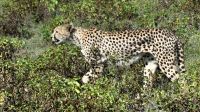 Namibia - Pirschfahrt Etosha - Gepardin &ndash; &copy; Annett Müller (Eberhardt TRAVEL)