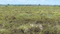Namibia - Pirschfahrt Etosha - Gepardin &ndash; &copy; Annett Müller (Eberhardt TRAVEL)