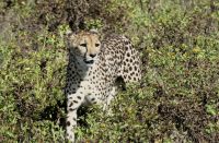 Namibia - Pirschfahrt Etosha - Gepardin &ndash; &copy; Annett Müller (Eberhardt TRAVEL)