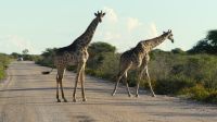 Namibia - Pirschfahrt Etosha  &ndash; &copy; Annett Müller (Eberhardt TRAVEL)