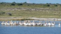 Namibia - Pirschfahrt Etosha - Pelikane &ndash; &copy; Annett Müller (Eberhardt TRAVEL)