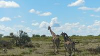 Namibia - Pirschfahrt Etosha &ndash; &copy; Annett Müller (Eberhardt TRAVEL)