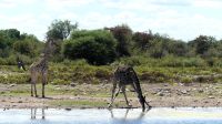 Namibia - Pirschfahrt Etosha &ndash; &copy; Annett Müller (Eberhardt TRAVEL)