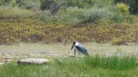 Namibia - Pirschfahrt Etosha - Marabu &ndash; &copy; Annett Müller (Eberhardt TRAVEL)