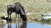 Namibia - Pirschfahrt Etosha &ndash; &copy; Annett Müller (Eberhardt TRAVEL)