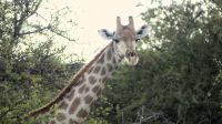 Namibia - Pirschfahrt Etosha - und Tschüss &ndash; &copy; Annett Müller (Eberhardt TRAVEL)