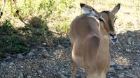 Namibia - Pirschfahrt im Mahango Nationalpark - Impala &ndash; &copy; Annett Müller (Eberhardt TRAVEL)