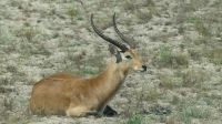Namibia - Pirschfahrt im Mahango Nationalpark - Letschwebock &ndash; &copy; Annett Müller (Eberhardt TRAVEL)