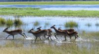 Namibia - Pirschfahrt im Mahango Nationalpark  &ndash; &copy; Annett Müller (Eberhardt TRAVEL)