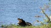Namibia - Pirschfahrt im Mahango Nationalpark -Krokodil &ndash; &copy; Annett Müller (Eberhardt TRAVEL)