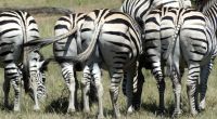 Namibia - Pirschfahrt im Mahango Nationalpark - .... auch schön &ndash; &copy; Annett Müller (Eberhardt TRAVEL)