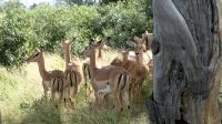 Namibia - Pirschfahrt im Mahango Nationalpark - Impalas &ndash; &copy; Annett Müller (Eberhardt TRAVEL)