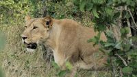 Namibia - Pirschfahrt im Buffalo Park - Löwin auf Pirsch &ndash; &copy; Annett Müller (Eberhardt TRAVEL)