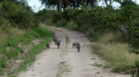 Namibia - Pirschfahrt im Buffalo Park - Warzenscheine (Pumba) noch vollzählig &ndash; &copy; Annett Müller (Eberhardt TRAVEL)