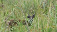 Namibia - Namushasha River Lodge - Bootsfahrt am dem Kwando - Sitatunga-Antilope (Wasserkudu) &ndash; &copy; Annett Müller (Eberhardt TRAVEL)