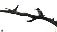 Namibia - Bootsfahrt am dem Kwando - Kingfisher &ndash; &copy; Annett Müller (Eberhardt TRAVEL)